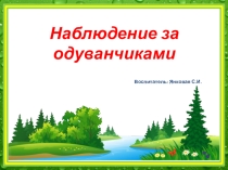 Презентация: Наблюдение за одуванчиком (подготовительная группа)