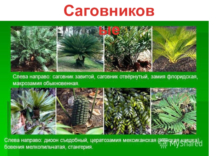 Презентация к уроку биологии 7 класса на тему: Многообразие голосеменных и их значение в природе и жизни человека Саговниковые Саговниковые