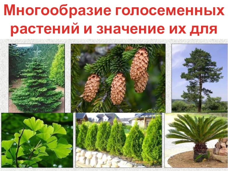 Презентация к уроку биологии 7 класса на тему: Многообразие голосеменных и их значение в природе и жизни человека Многообразие голосеменных растений и значение их для человека и животных Многообразие голосеменных растений и значение их для человека и животных