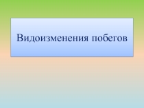 Презентация по биологии на тему Видоизменения побегов (6 класс)