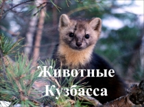 Презентация  Фауна Кузбасса (окружающий мир)
