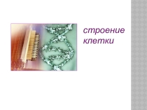 Строение клетки