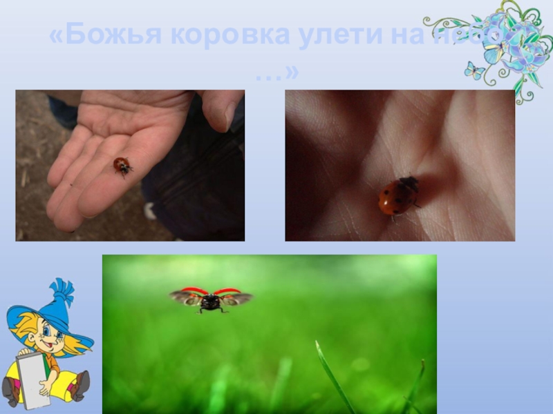 Презентация Почему божья коровка так называется «Божья коровка улети на небо …» «Божья коровка улети на небо …»