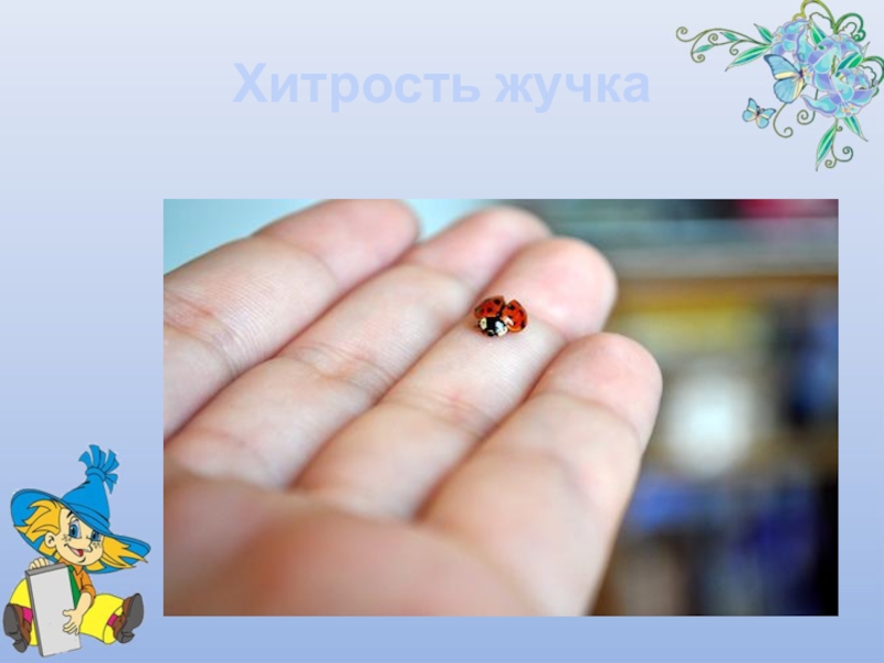 Презентация Почему божья коровка так называется Хитрость жучка Хитрость жучка