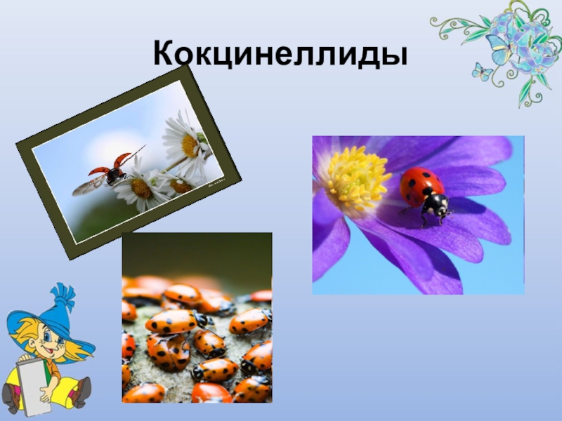 Презентация Почему божья коровка так называется Кокцинеллиды Кокцинеллиды