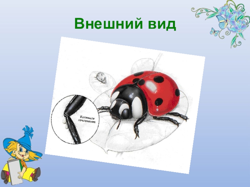 Презентация Почему божья коровка так называется Внешний вид Внешний вид