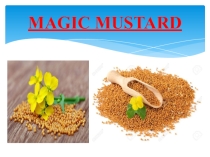 Презентация к уроку домашнего чтения MAGIC MUSTARD - I (Верещагина И.Н., часть 2)