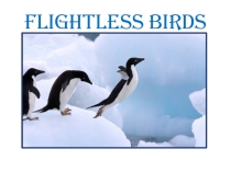 Презентация по английскому языку Penguins