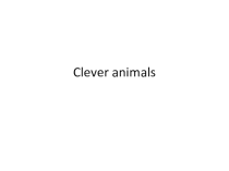 Презентация по английскому языку 3 класс spotlight на тему Clever animals