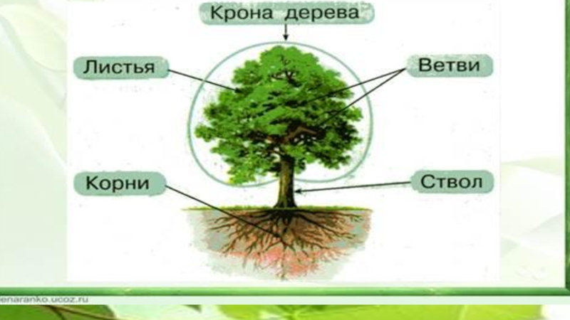 Конкурс на лучший стенд Эколята – молодые защитники Природы Тема Чудеса из семечка