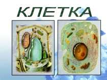 Презентация по биология клетка 9-10 класс