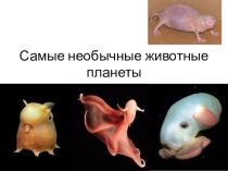 Презентация по предмету Естествознание, раздел Биология
