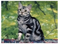 Урок - презентация по русскому языку. Урок - изложение