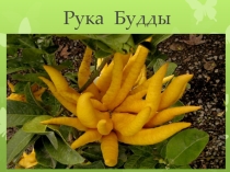 Презентация по окружающему миру Рука Будды