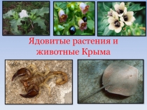Презентация по биологии Ядовитые растения и животные Крыма