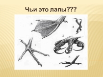 Презентация по биологии Птицы