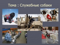 Презентация к НОД по окружающему миру Служебные собаки