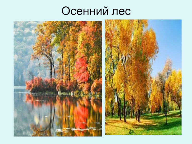 Гар, гор. Урок по русскому языку 6 кл Осенний лес Осенний лес