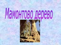 Презентация по математике для 6 классов на тему: Мамонтовое дерево