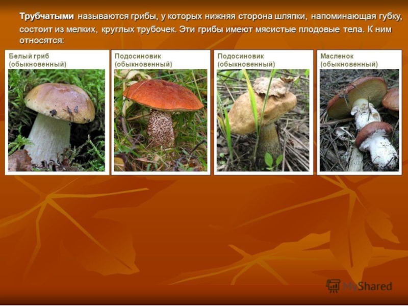 Овощи, плоды, грибы