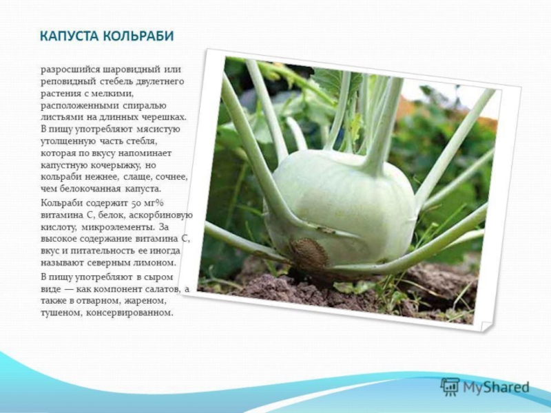 Овощи, плоды, грибы