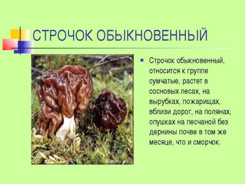 Овощи, плоды, грибы