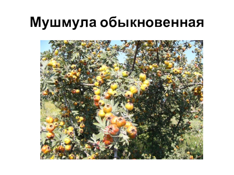 Овощи, плоды, грибы Мушмула обыкновенная Мушмула обыкновенная