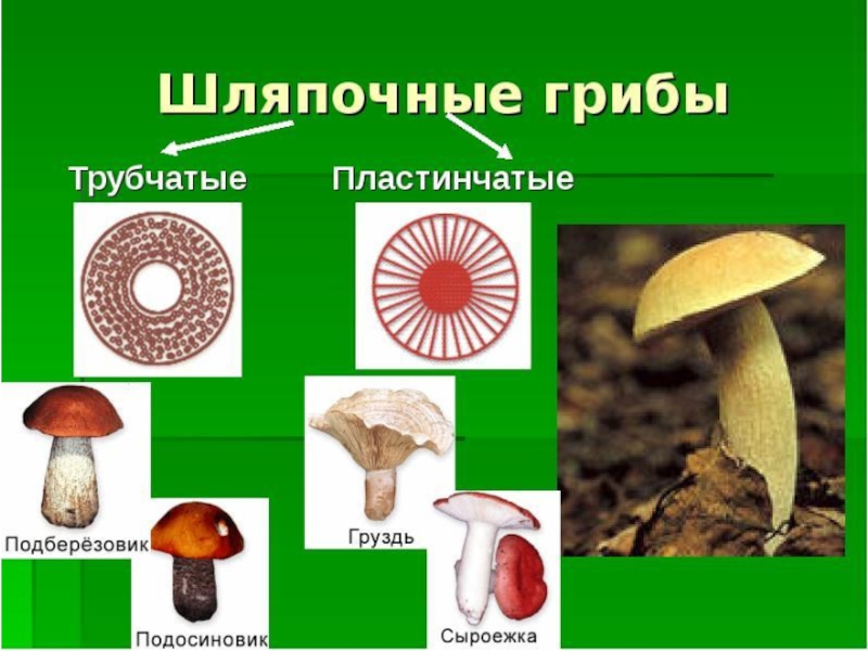 Овощи, плоды, грибы