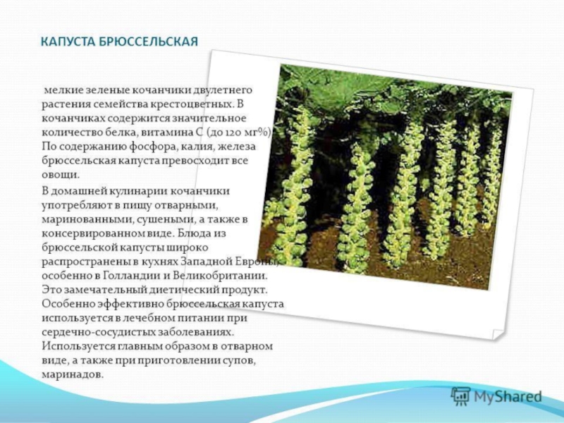 Овощи, плоды, грибы