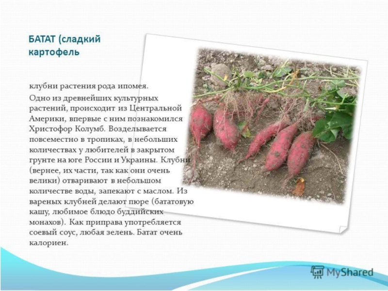 Овощи, плоды, грибы
