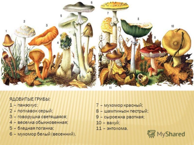 Овощи, плоды, грибы
