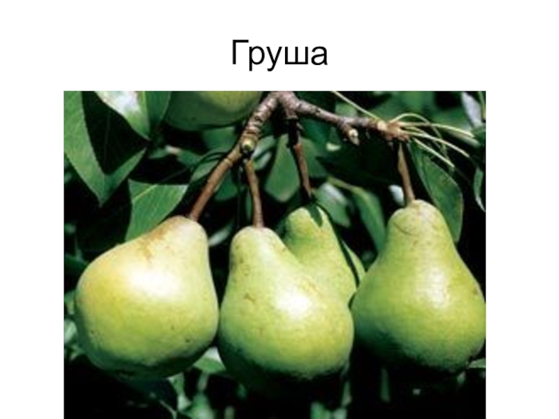 Овощи, плоды, грибы Груша Груша