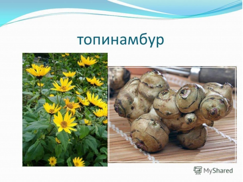 Овощи, плоды, грибы