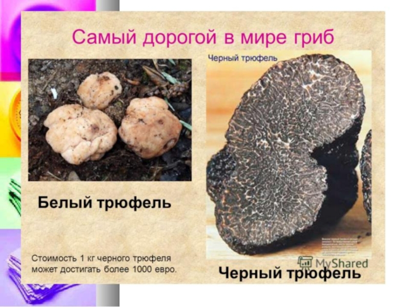 Овощи, плоды, грибы