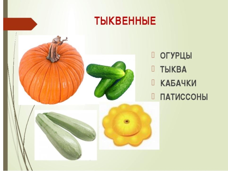 Овощи, плоды, грибы