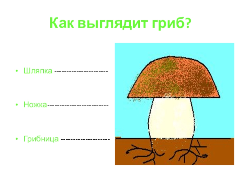 Овощи, плоды, грибы Как выглядит гриб?Шляпка ----------------------Ножка-------------------------Грибница -------------------- Как выглядит гриб?Шляпка ----------------------Ножка-------------------------Грибница --------------------