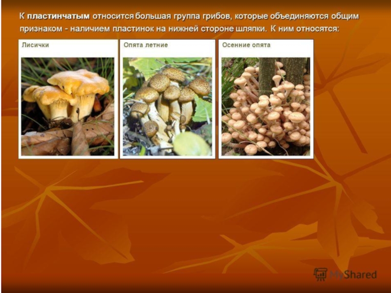Овощи, плоды, грибы
