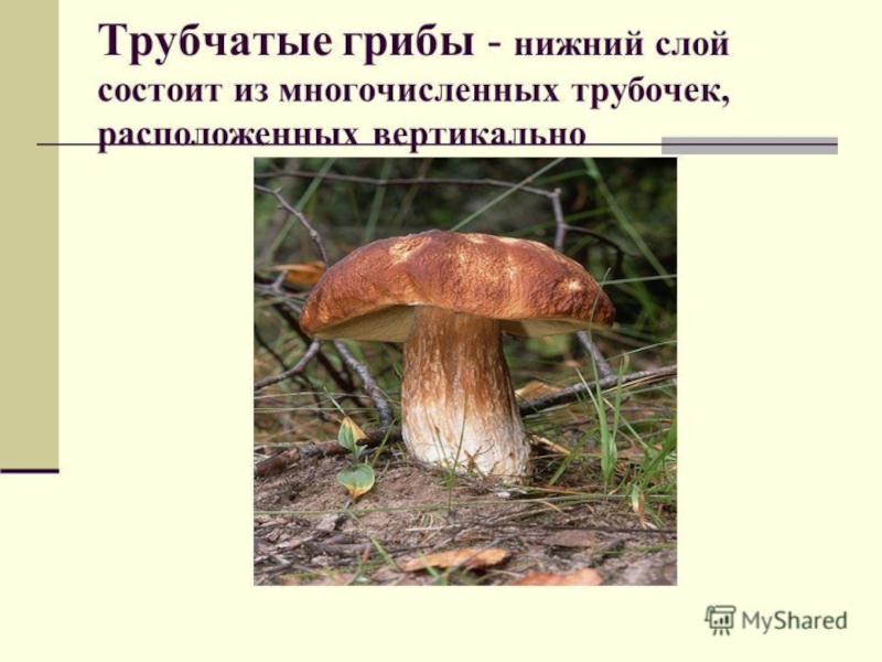 Овощи, плоды, грибы