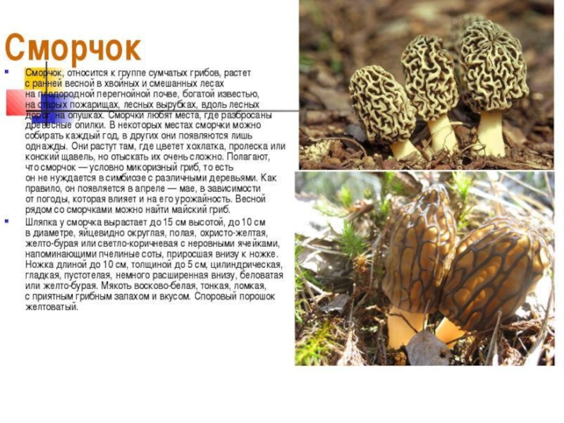 Овощи, плоды, грибы
