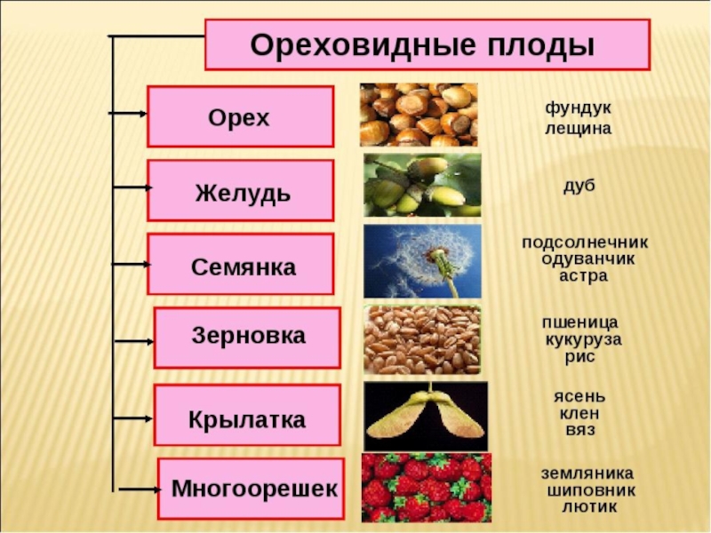 Овощи, плоды, грибы