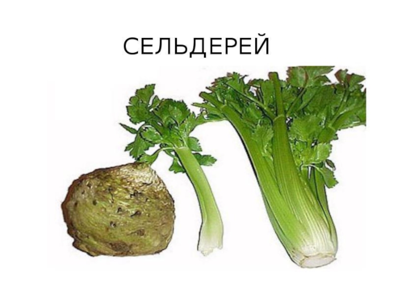 Овощи, плоды, грибы