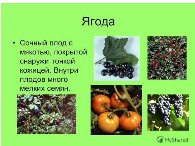 Овощи, плоды, грибы