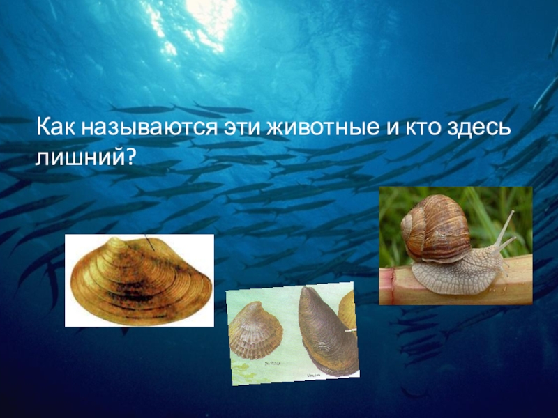 Презентпция по биологии на тему Моллюски (7 класс) Как называются эти животные и кто здесь лишний? Как называются эти животные и кто здесь лишний?