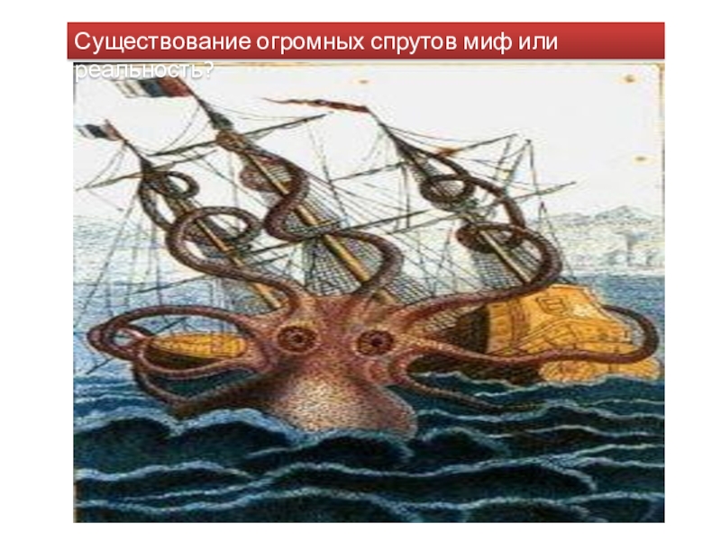 Презентпция по биологии на тему Моллюски (7 класс) Существование огромных спрутов миф или реальность? Существование огромных спрутов миф или реальность?
