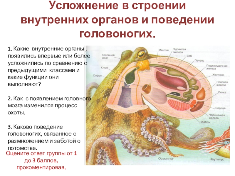 Презентпция по биологии на тему Моллюски (7 класс) Усложнение в строении внутренних органов и поведении головоногих. 1. Какие Усложнение в строении внутренних органов и поведении головоногих. 1. Какие внутренние органы , появились впервые или