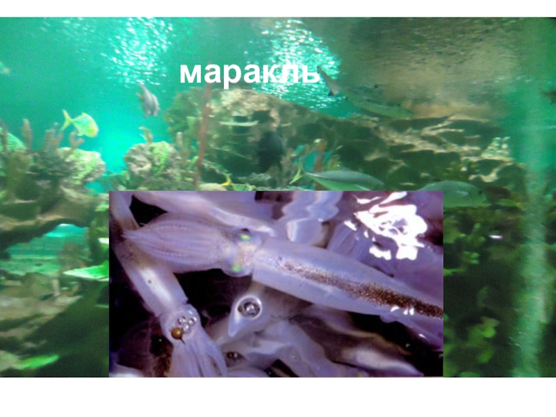 Презентпция по биологии на тему Моллюски (7 класс) маракль маракль