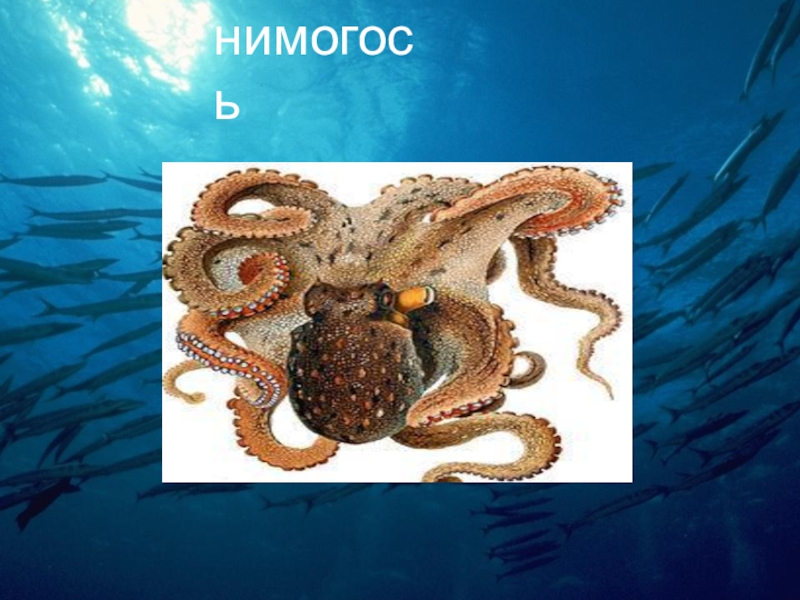 Презентпция по биологии на тему Моллюски (7 класс) нимогось нимогось