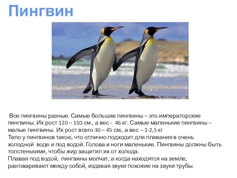 Презентация Животные - холодного острова Пингвин Все пингвины разные. Самые большие пингвины – это императорские пингвины. Пингвин Все пингвины разные. Самые большие пингвины – это императорские пингвины. Их рост 120 – 110