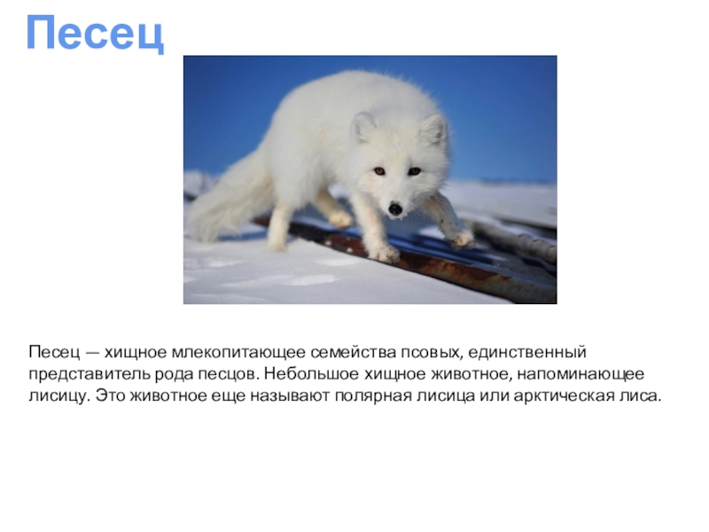 Презентация Животные - холодного острова Песец Песец — хищное млекопитающее семейства псовых, единственный представитель рода песцов. Песец Песец — хищное млекопитающее семейства псовых, единственный представитель рода песцов. Небольшое хищное животное, напоминающее лисицу. Это