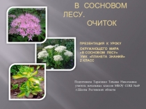 Презентация В сосновом лесу. Очиток УМК Планета знаний 2 класс